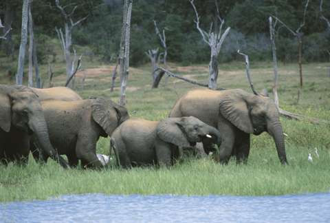 Zimbabwe denies plan to export live elephants to other countries