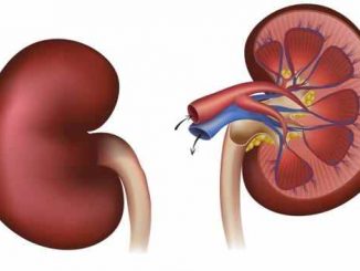 How To Make Sure Your KIDNEY Does Not Fail