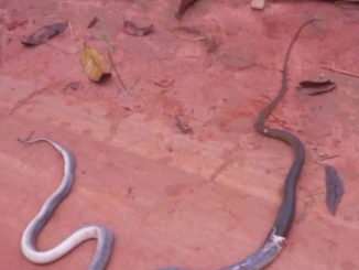 Man shares photo of a snake that swallowed another snake at his new site; says it's an answered prayer